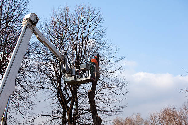 Professional Tree Services in Yorktown Heights, NY